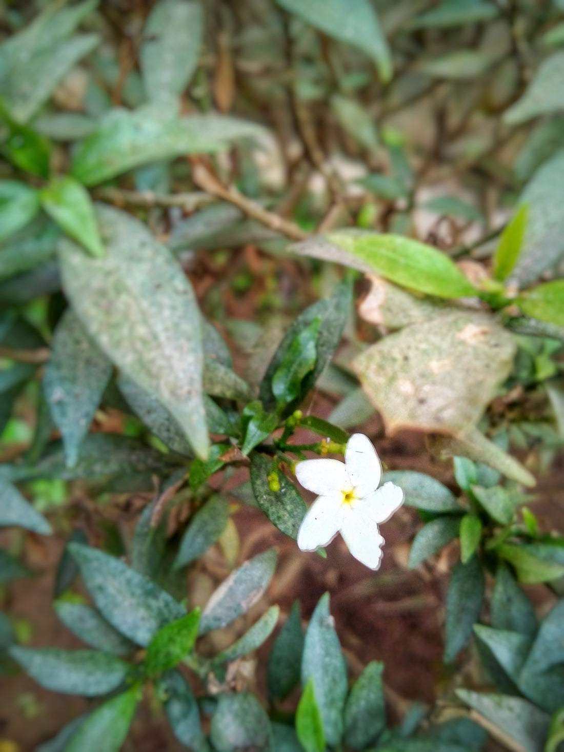 Tagar Herb in Ayurveda and Its Health Benefits