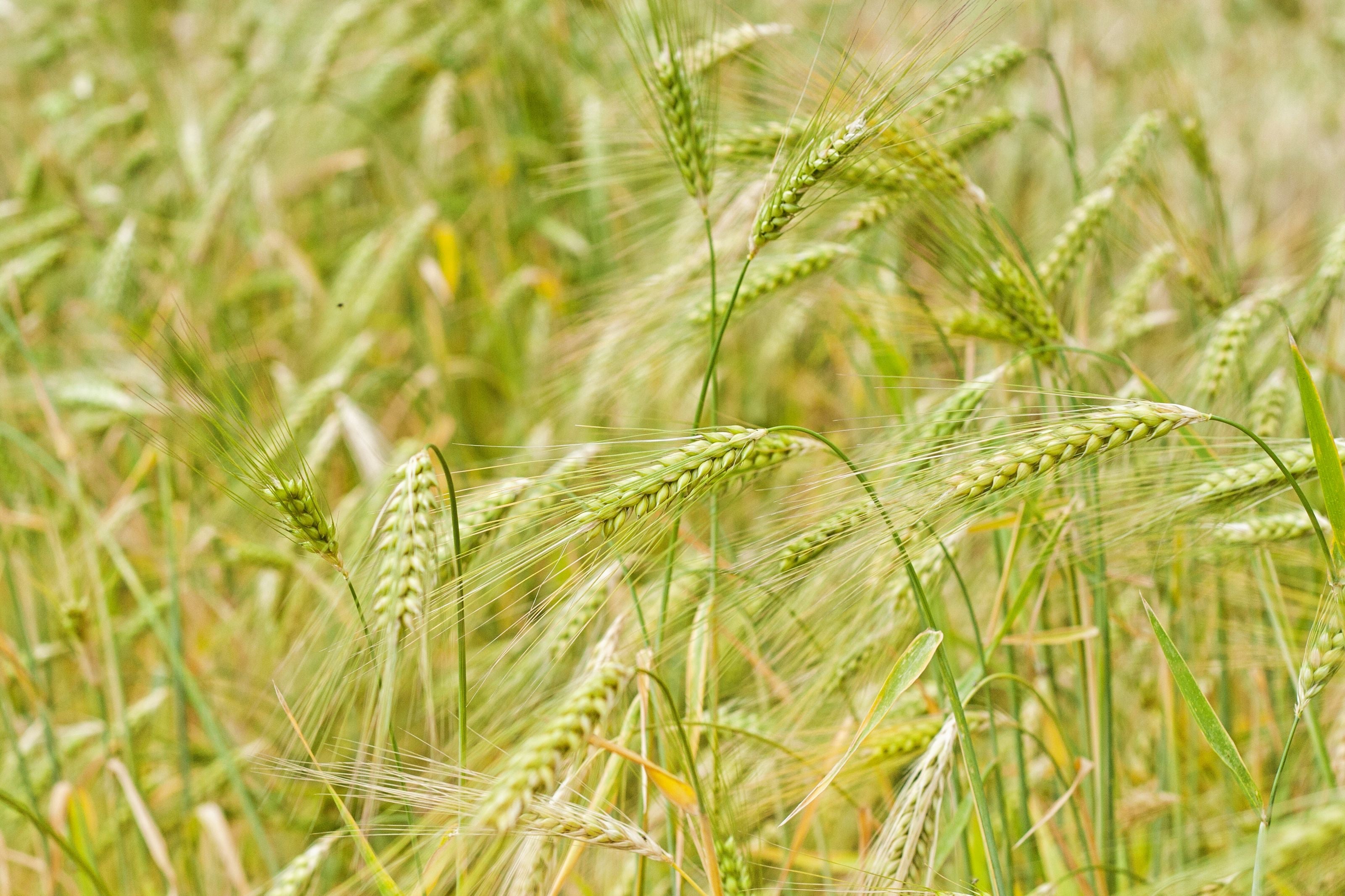 5 Best Benefits of Wheat Grass – Gehu for Skin, Hair and Health ...