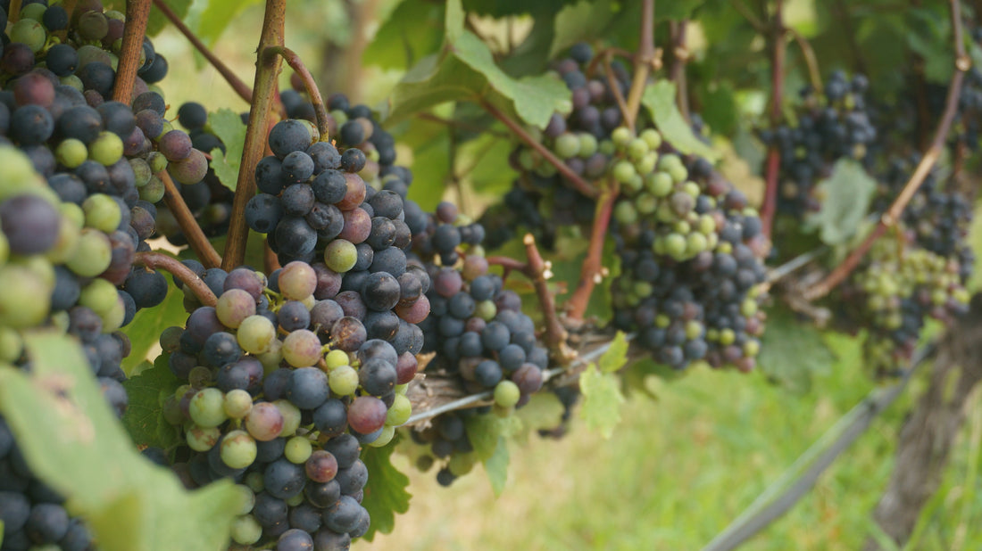 Ayurveda Medicinal Properties of Grapes – Draksha